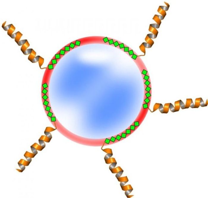 The image above illustrates how proteins (copper-colored coils) modified with polyhistidine-tags (green diamonds) can be attached to nanoparticles (red circle).