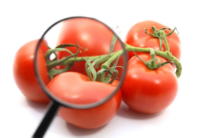 Tomatoes grown on the Virginia Eastern Shore have been attributed to multiple Salmonella outbreaks. Tomatoes grown on the Virginia Eastern Shore have been attributed to multiple Salmonella outbreaks.
