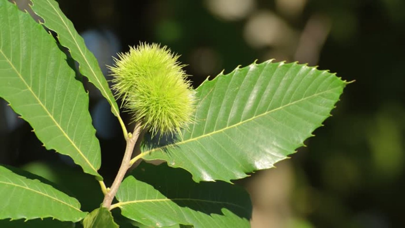 Chestnut leaf extracts attenuate MRSA.