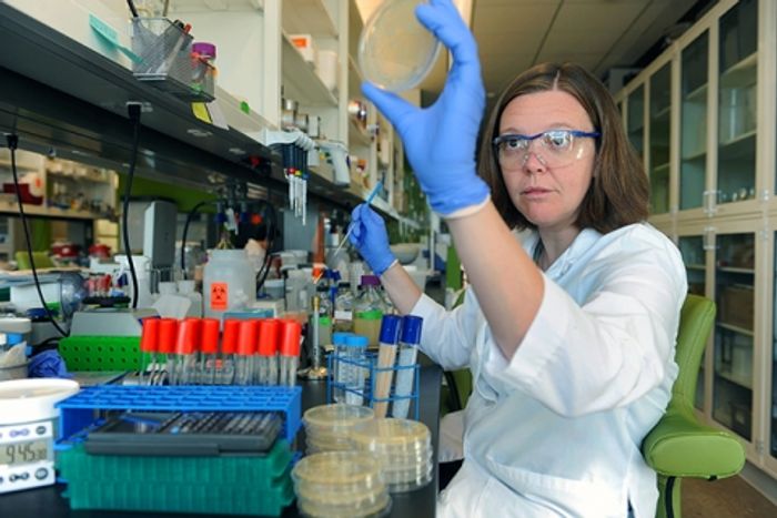 Microbiologist Dr. Elizabeth Shank inspects growing bacterial colonies. Microbiologist Dr. Elizabeth Shank inspects growing bacterial colonies.