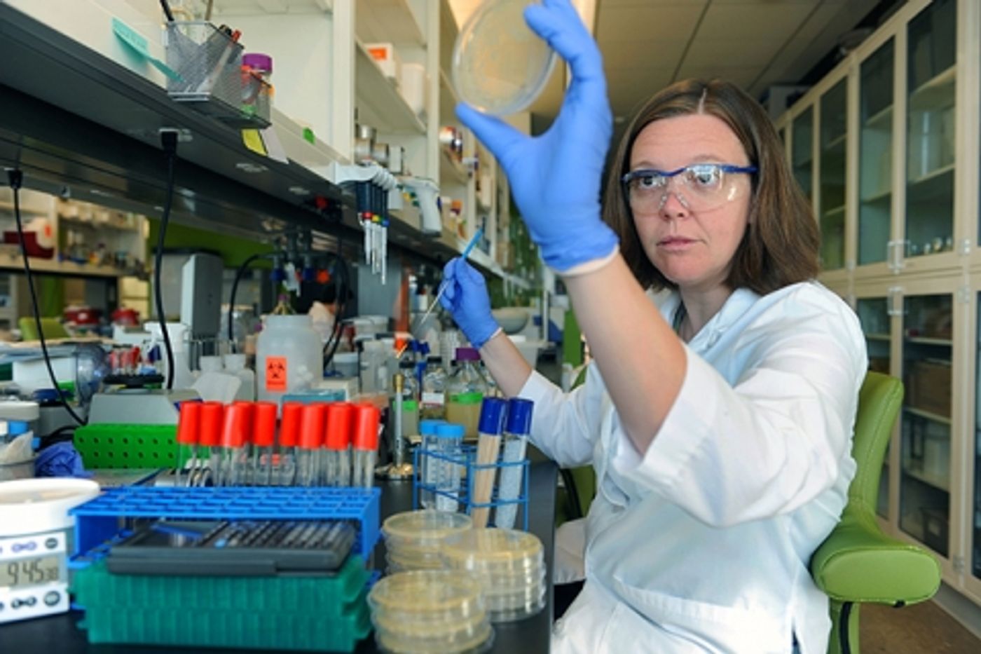 Microbiologist Dr. Elizabeth Shank inspects growing bacterial colonies.
