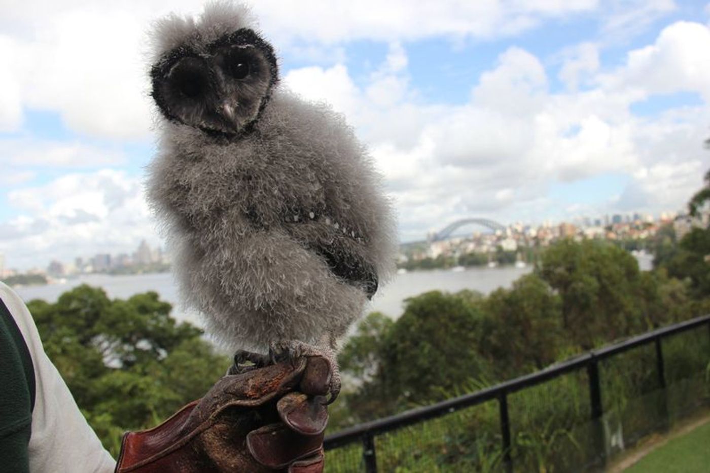 Griffin, a nine week old Sooty Owl chick arrived recently at the Taronga Zoo