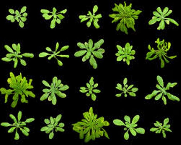 Because its entire genome has been sequenced, we can use Arabidopsis thaliana to learn how plants respond to human pathogens.