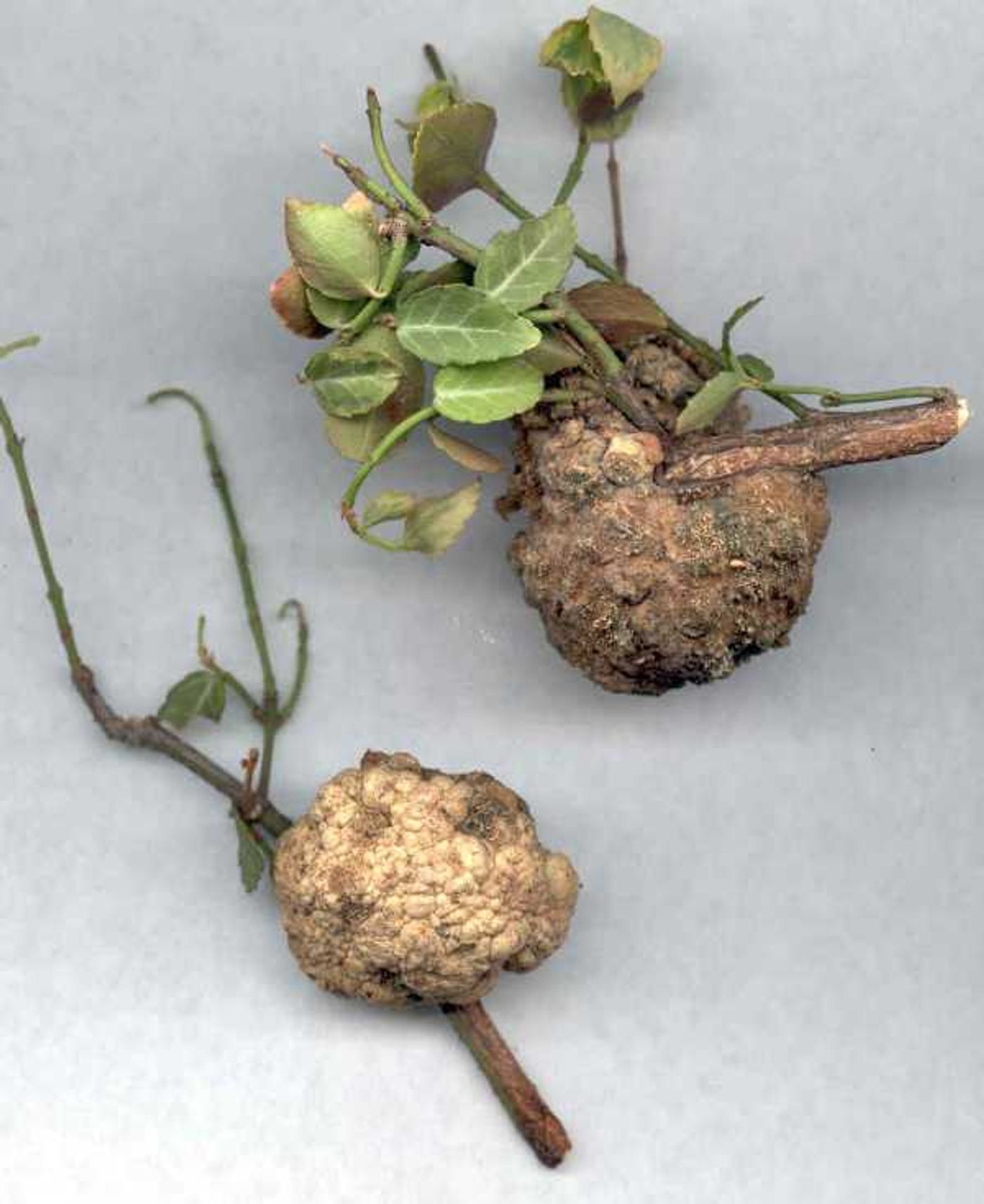 Galls form on stems and roots of infected plants.