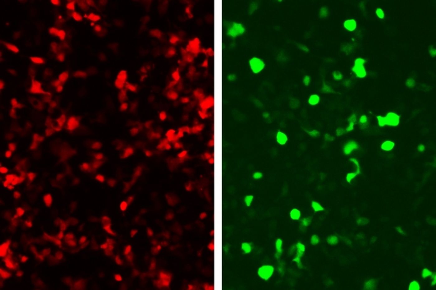 Protein system can detect DNA sequence and initiate response.