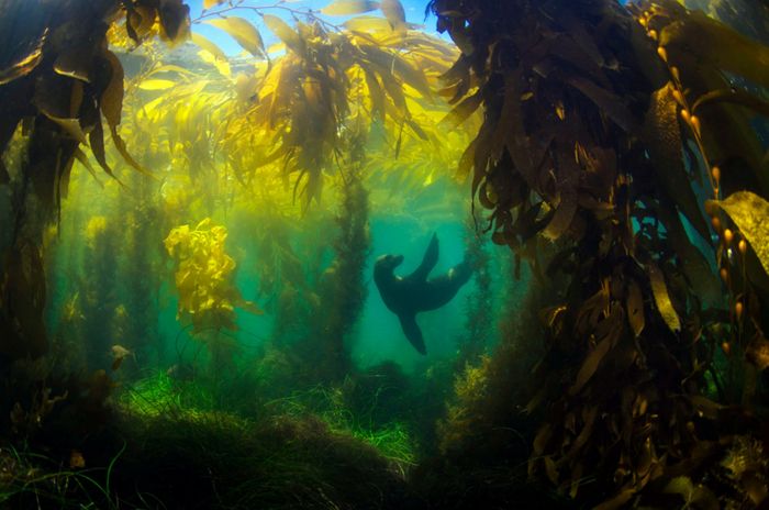 A sea lion plays in a kelp forest