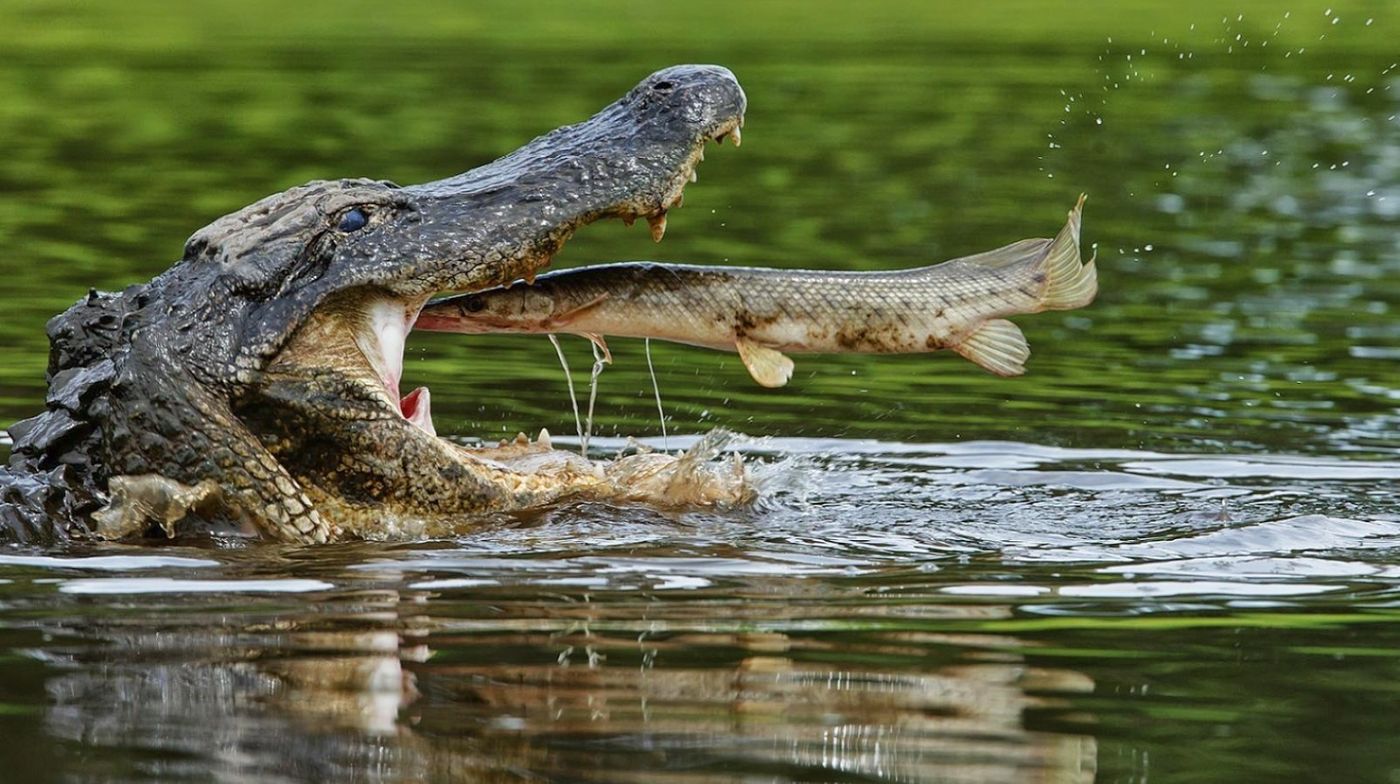 In the middle of a jump, an American alligator e