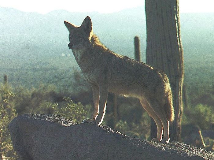 Coyotes are coming to New York, instead staying in Arizona like this one