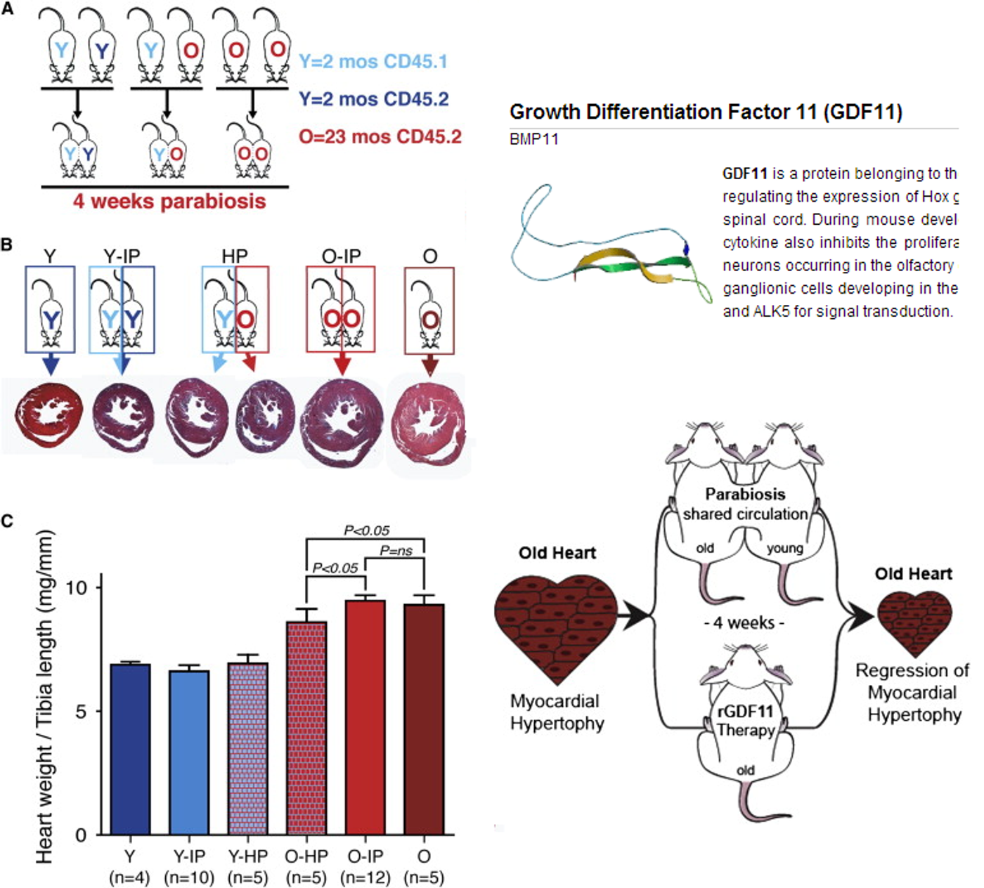 GDF11 protein