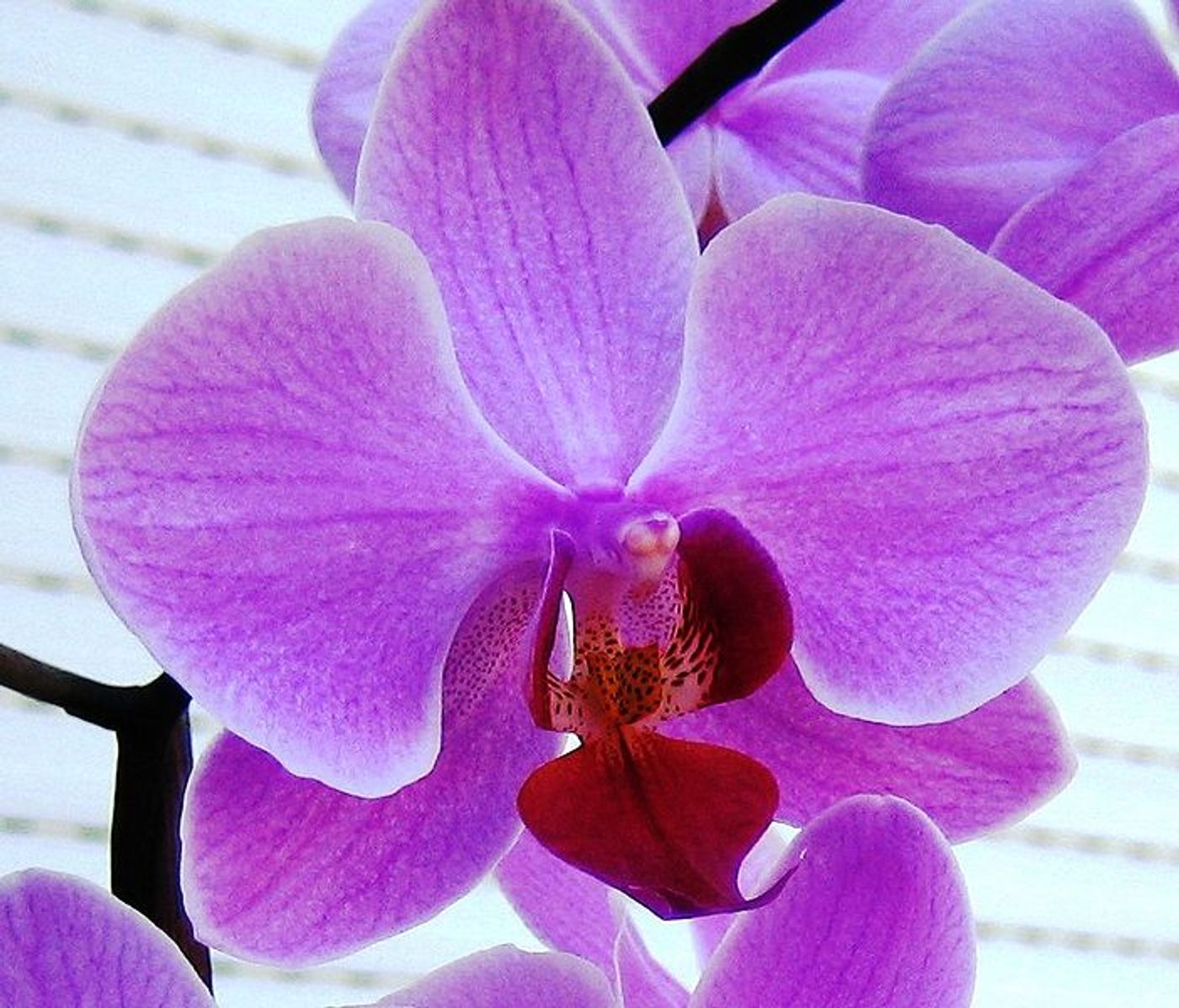 A phalaenopsis orchid in bright purple tones
