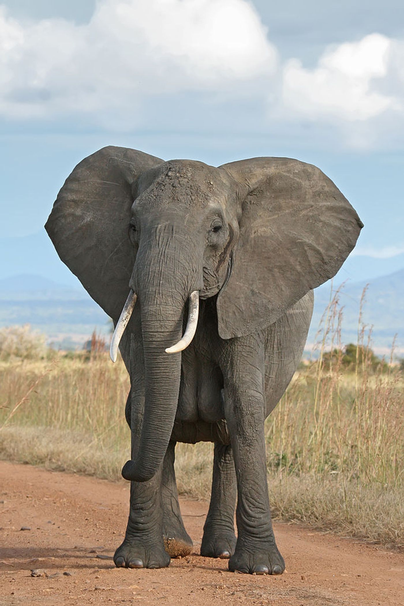Elephants in Africa are disappearing at an alarming rate from poachers
