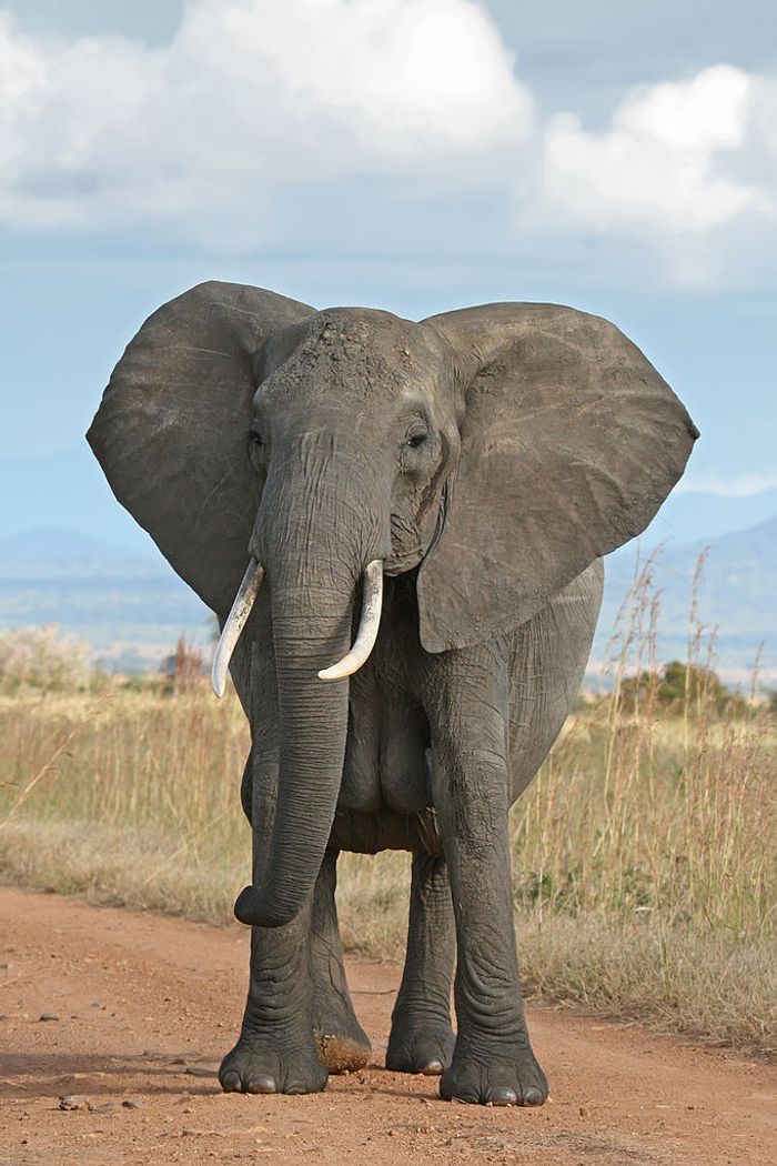 Elephants in Africa are disappearing at an alarming rate from poachers