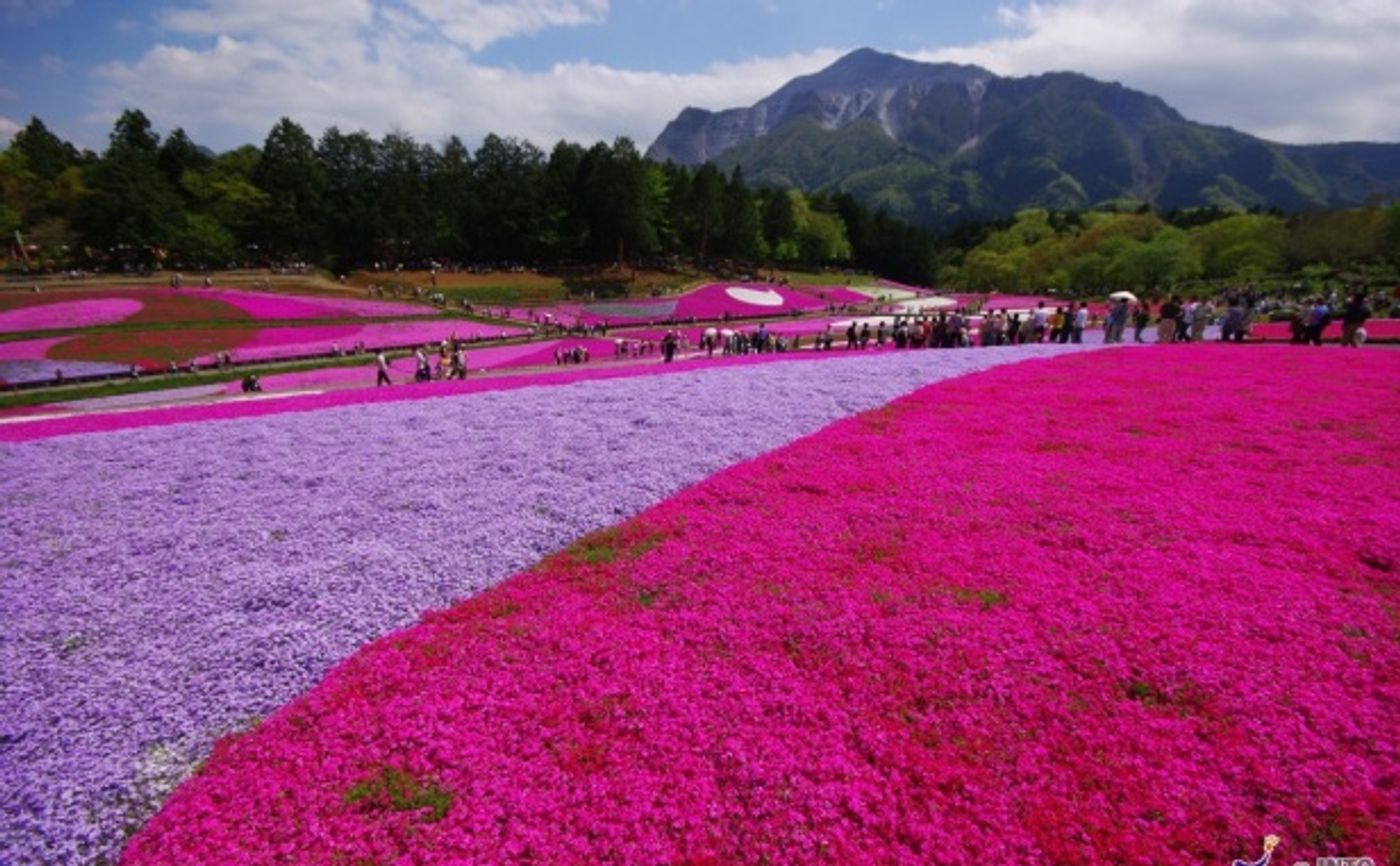 Stunning phlox in bloom in Japan for Golden Week