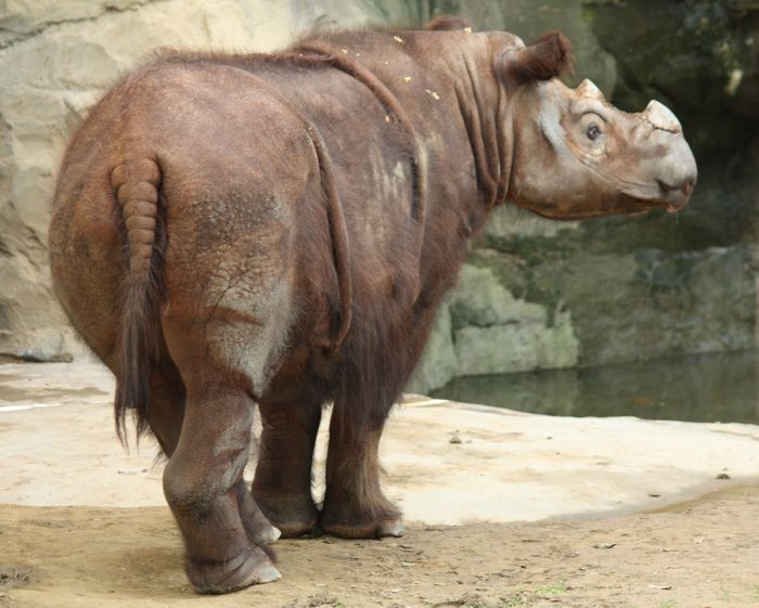 The Sumatran Rhino is a species close to extinction.