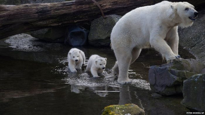 A momma polar bear takes her cubs on a stroll at there home in the Ouwehands Zoo in Rhenen, Netherlands