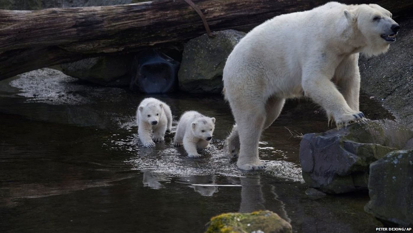 A momma polar bear takes her cubs on a stroll at there home in the Ouwehands Zoo in Rhenen, Netherlands