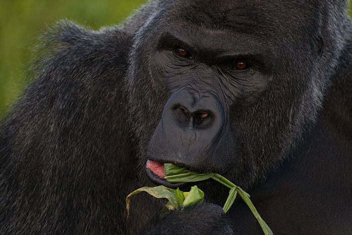 Western lowland gorilla Western lowland gorilla