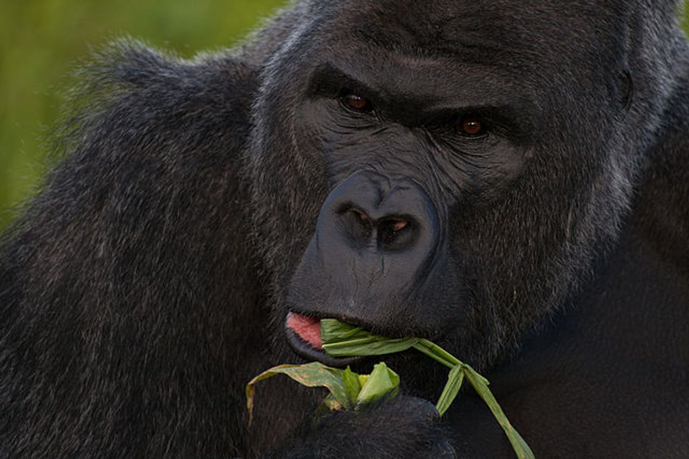 Western lowland gorilla