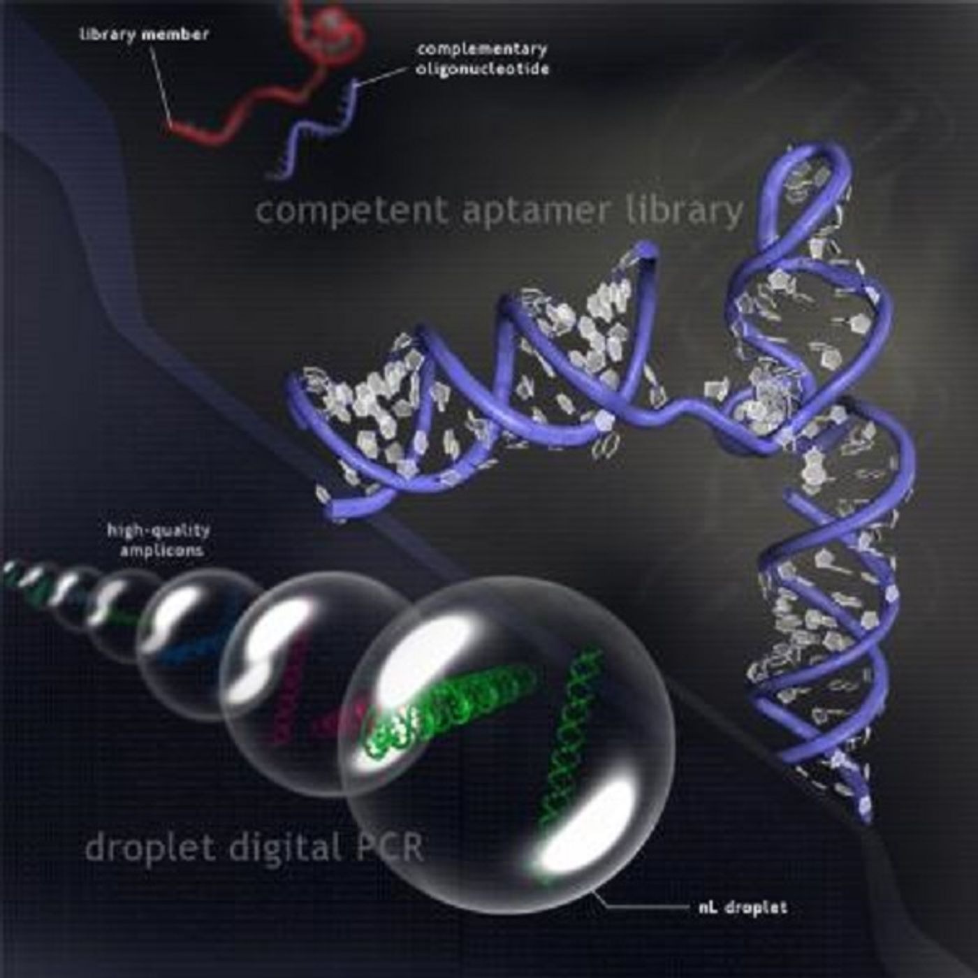 Researchers have developed a new technology that enables rapid discovery of aptamers, a fast-growing class of diagnostic and therapeutic agents. Aptamers are short sequences of genetic material that fold into precise 3-D structures that bind target molecules and inhibit their biological functions.