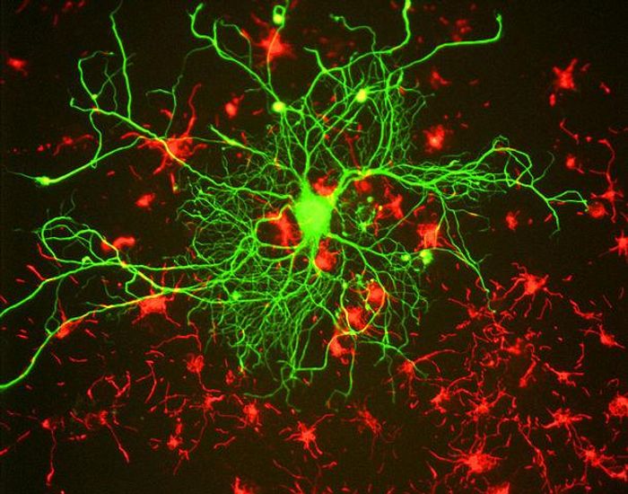 Mutation triggers ALS and FTD brain damage.