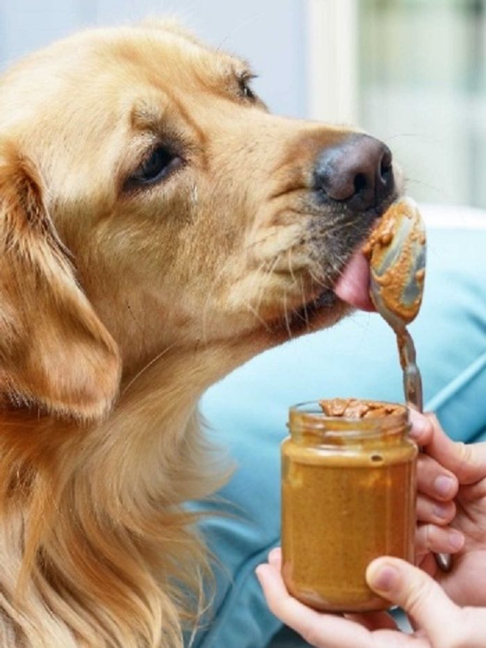 Xylitol can be found in peanut butter, a common treat fed to dogs.