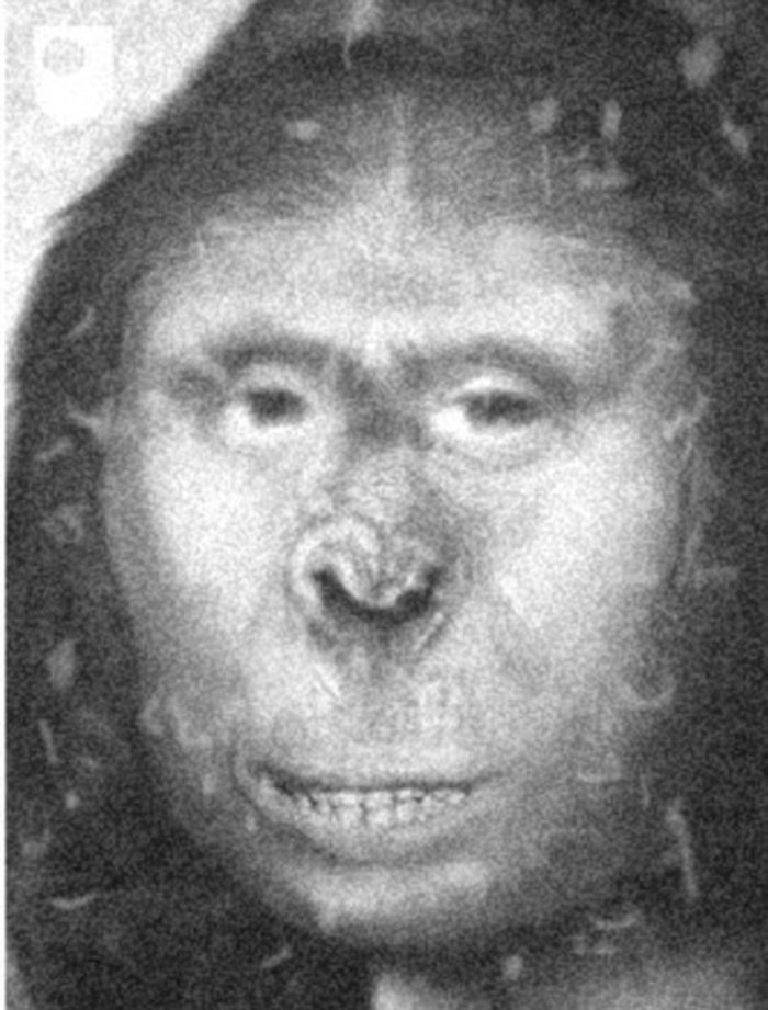 A leading genetecist claims a towering woman named Zana (artist's representation) who lived in 19th Century Russia - and appeared to be 'half human, half ape'