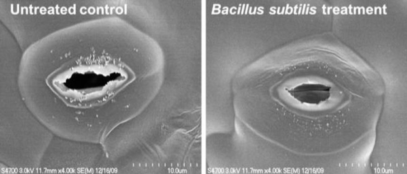 Plant probiotic Bacillus subtilis UD1022 induces stomata to close in plants to prevent disease.
