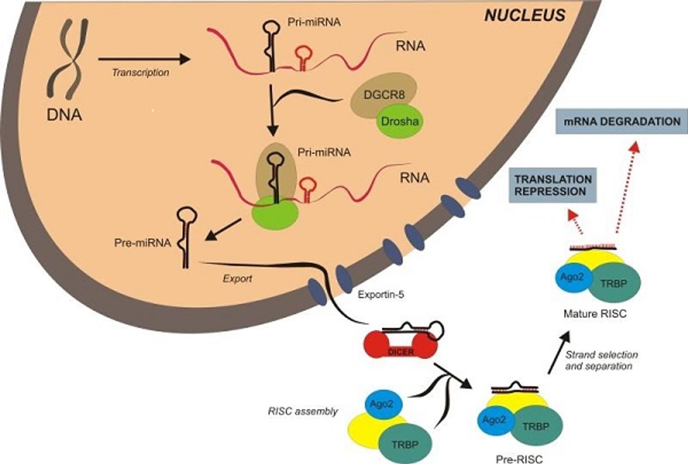 miRNAs