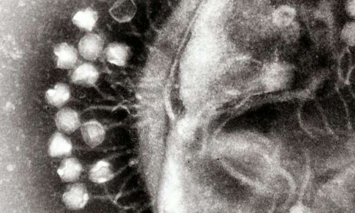 Phage Phage