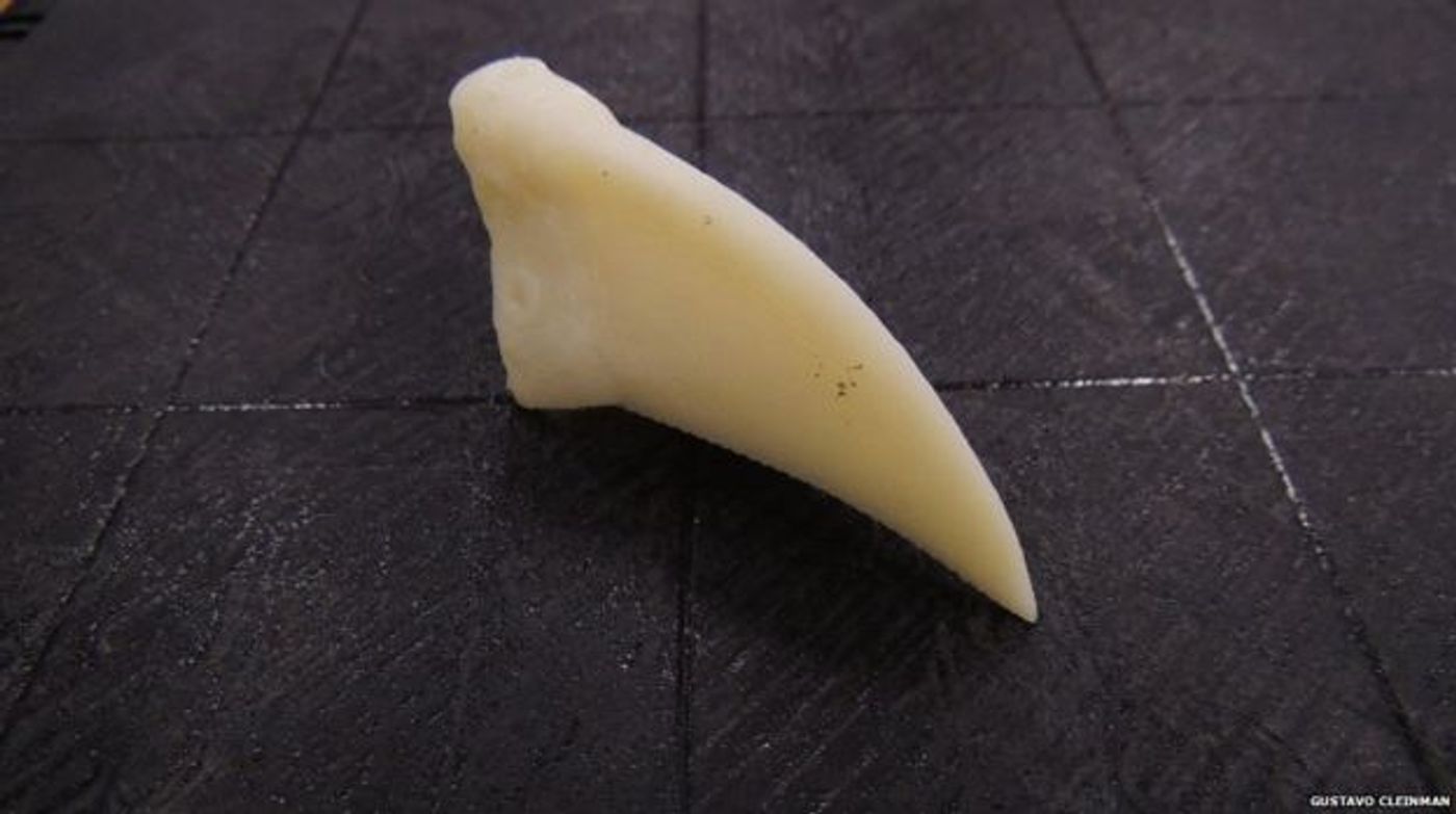This is the beak portion that was 3D printed for the toucan.