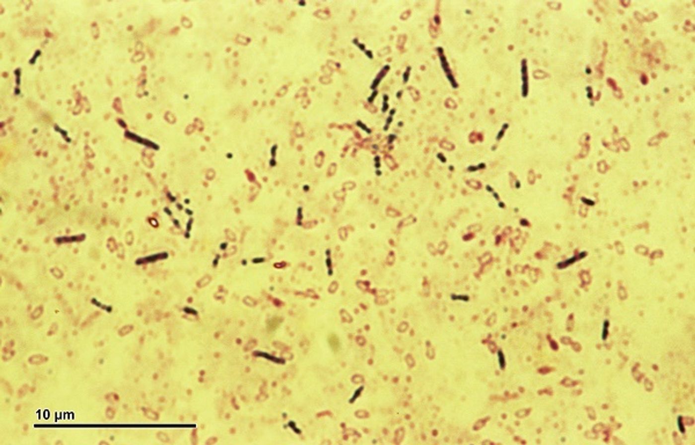 Bacillus subtilis bacteria