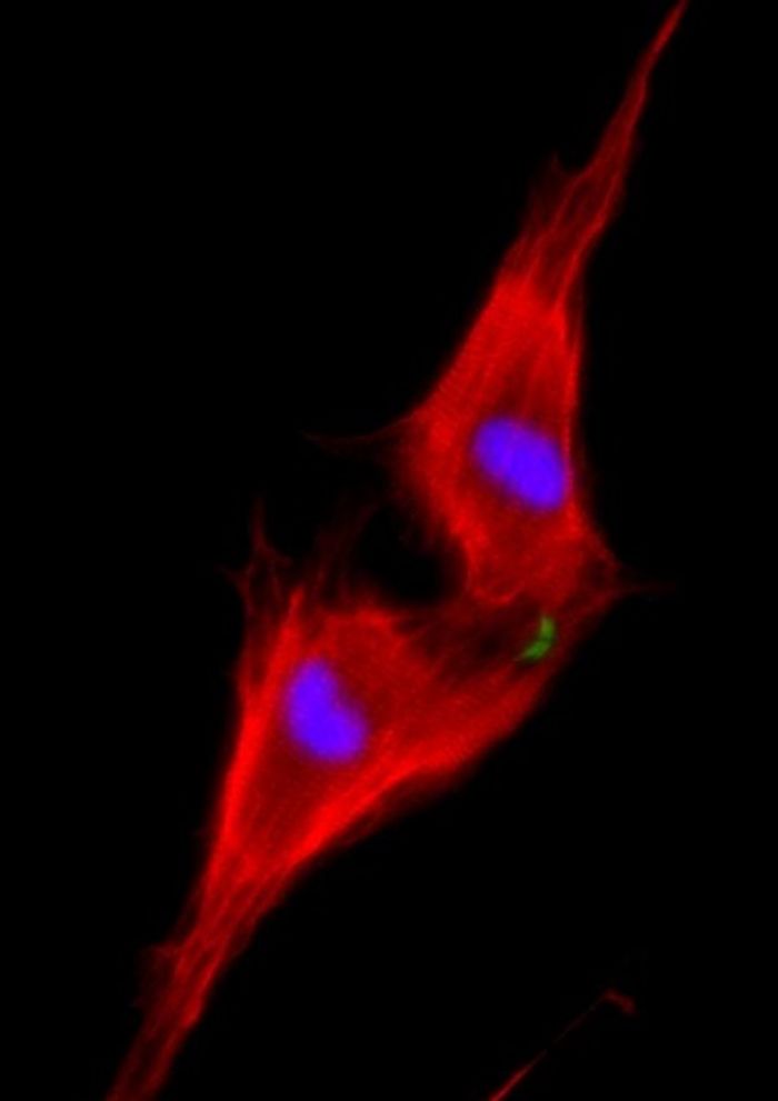 Two neonatal cardiomyocytes (stained red) undergoing cell division after treatment with NRG1 are shown. Two neonatal cardiomyocytes (stained red) undergoing cell division after treatment with NRG1 are shown.