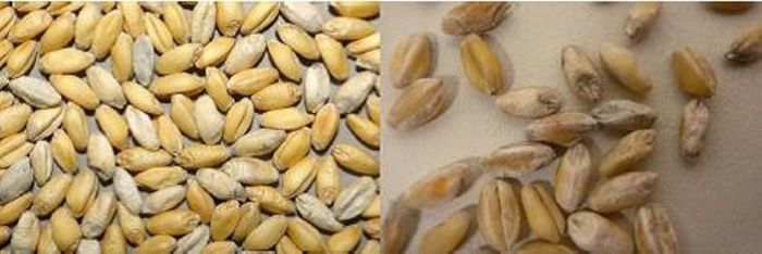 The fugus that causes white grain disease in wheat can survive in cereal residues and can live there for longer than 2 years. The fugus that causes white grain disease in wheat can survive in cereal residues and can live there for longer than 2 years.