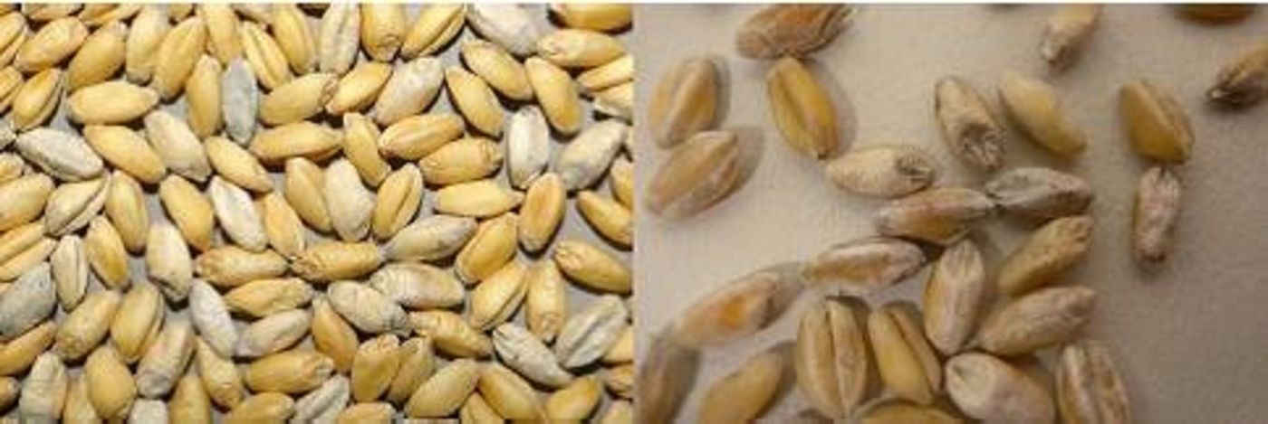 The fugus that causes white grain disease in wheat can survive in cereal residues and can live there for longer than 2 years.