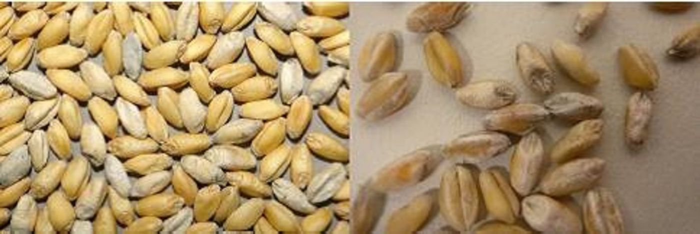 The fugus that causes white grain disease in wheat can survive in cereal residues and can live there for longer than 2 years. The fugus that causes white grain disease in wheat can survive in cereal residues and can live there for longer than 2 years.