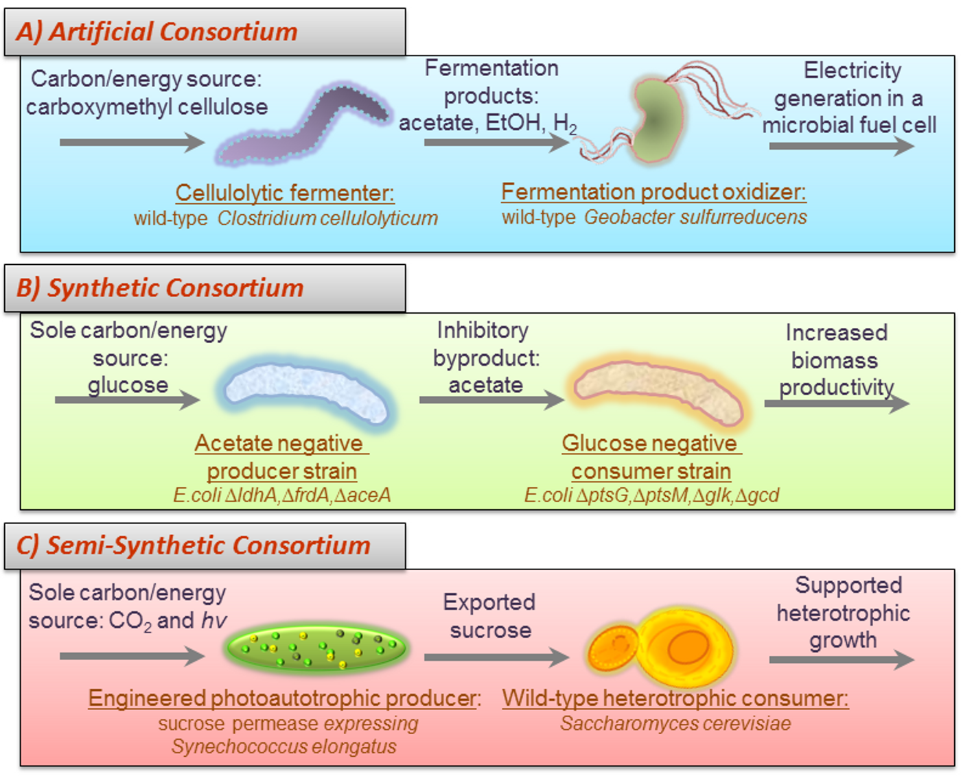Microbial consortia are described as assemblages of different species of microbes in physical as well as biochemical contact with one another.