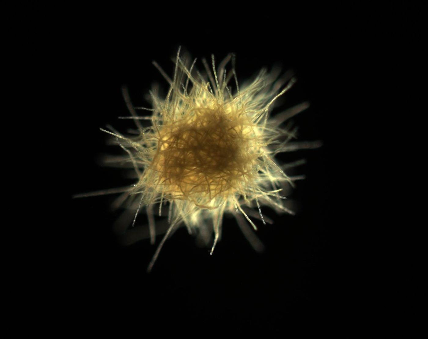 Trichodesmium fixes nitrogen for use by other marine organisms.