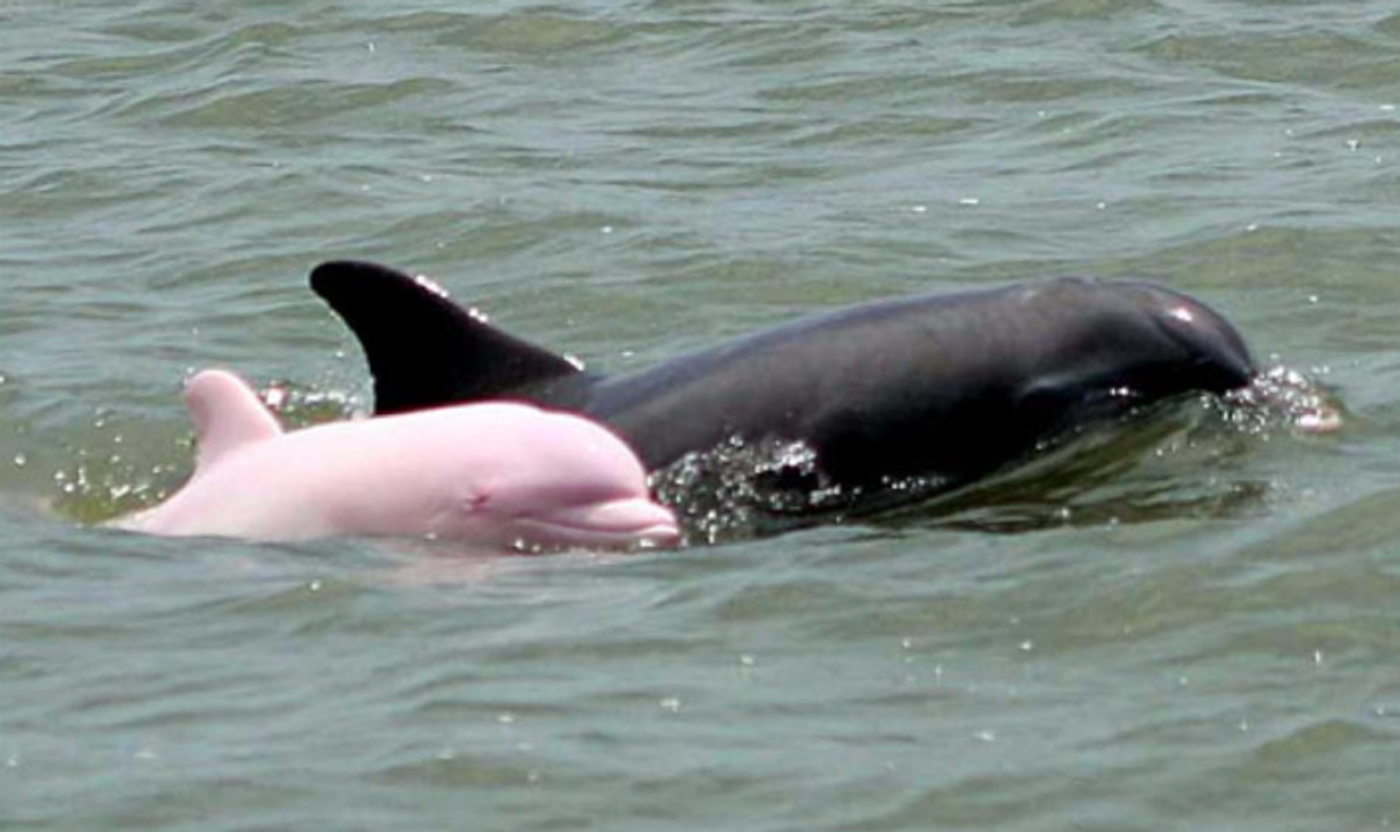 Pinky, a rare pink dolphin, has been spotted once more in Louisiana River.