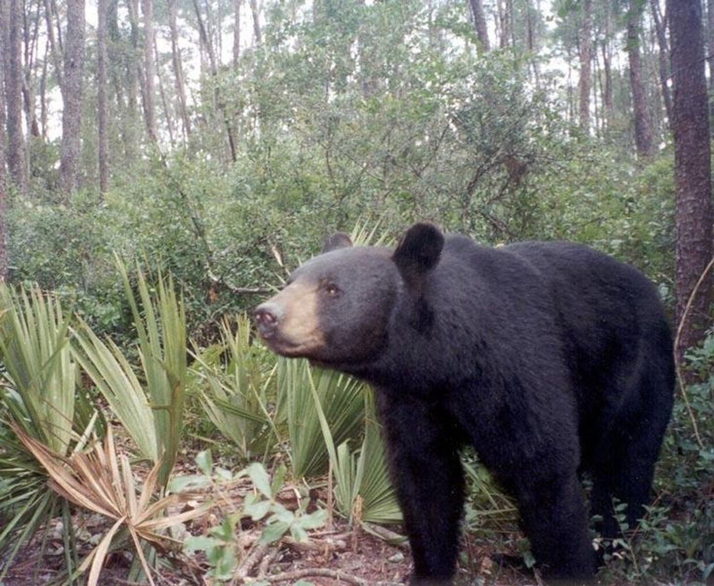 Drones were found to dramatically increase the heart rates of bears