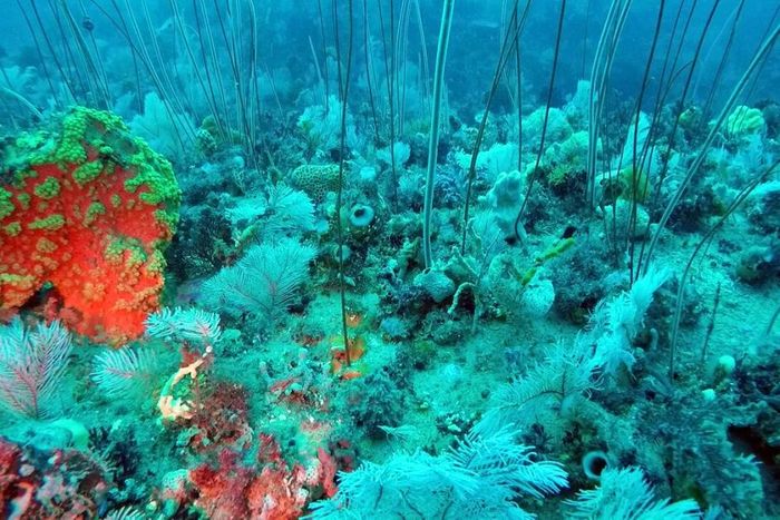 A stunning image captured by an ROV of a new coral reef