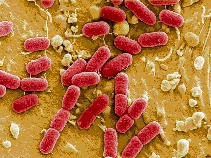 STEC are able to produce a specific type of enterotoxin known as Shiga toxin that leads to bloody diarrhea. STEC are able to produce a specific type of enterotoxin known as Shiga toxin that leads to bloody diarrhea.