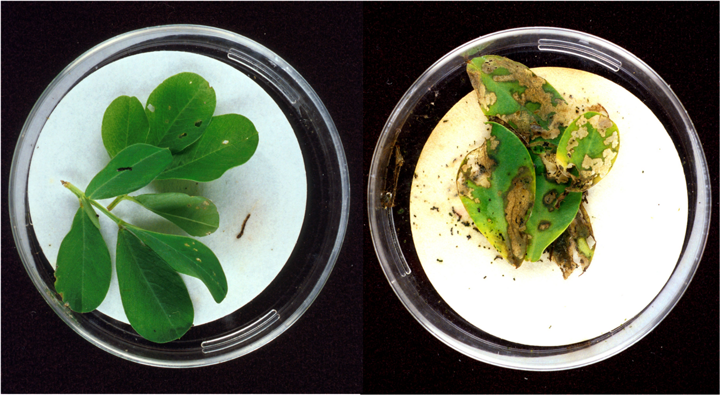 Bt-engineered peanut plants (left) are resistant to insects