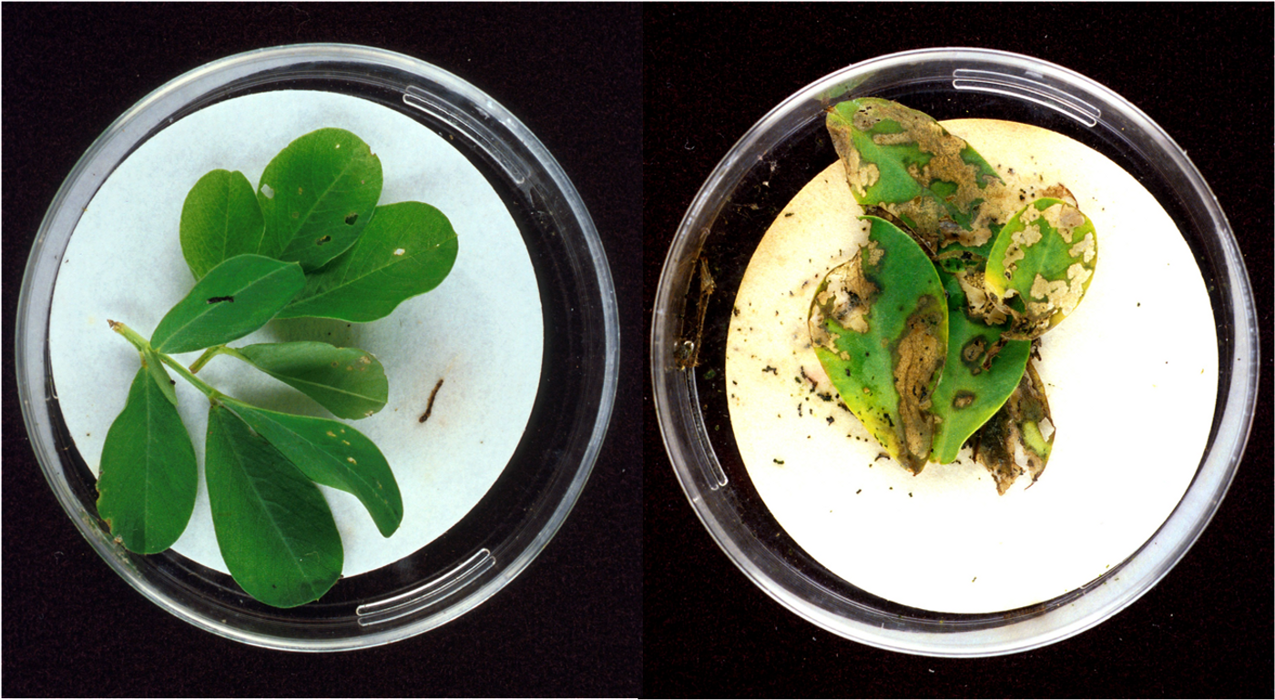 Better Know a Microbe: Bacillus thuringiensis