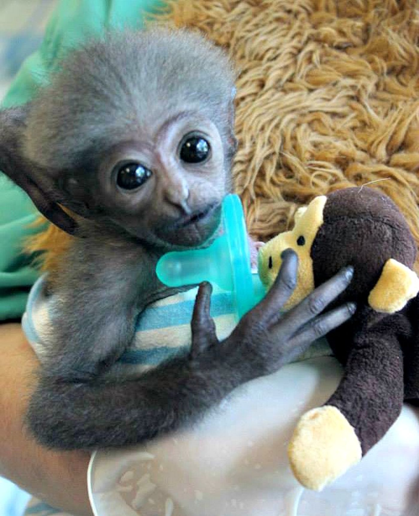 Duke plays with a little friend. Hand raised by humans and re-introduced to his family, Duke continues to delight everyone who visits the GSC