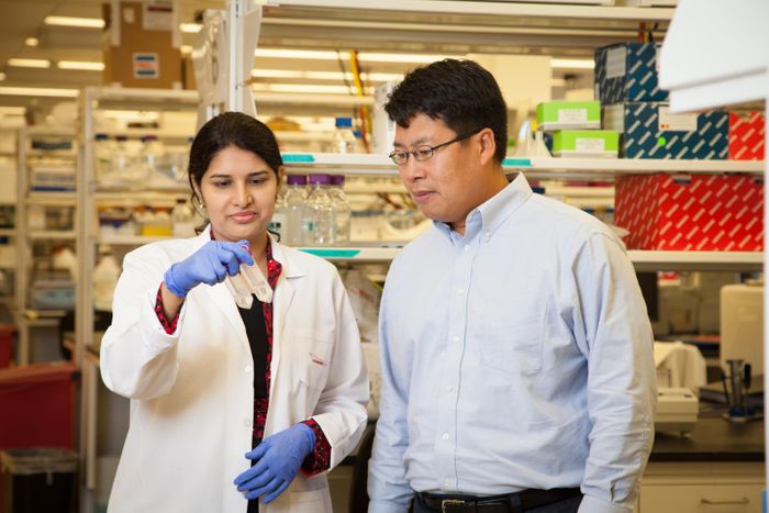 Professor Chin-Yo Lin works with Ph.D. student Sridevi Addanki in his lab at the Center for Nuclear Receptors and Cell Signaling in the College of Natural Sciences and Mathematics at the University of Houston.