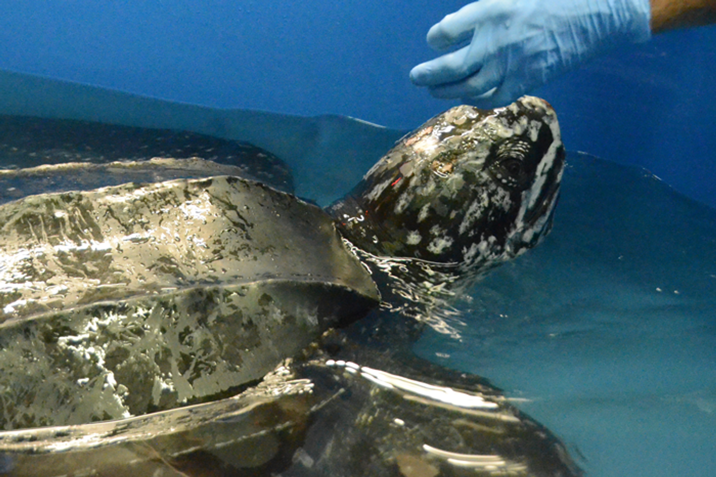 A helping hand to a rare leatherback turtle rescued in South Carolina