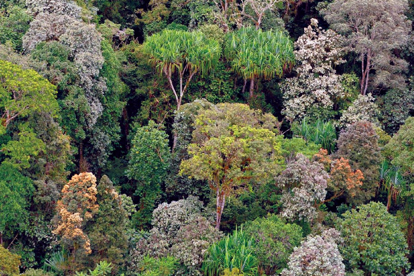 Forest diversity is crucial to drought resilience. Photo: ABC