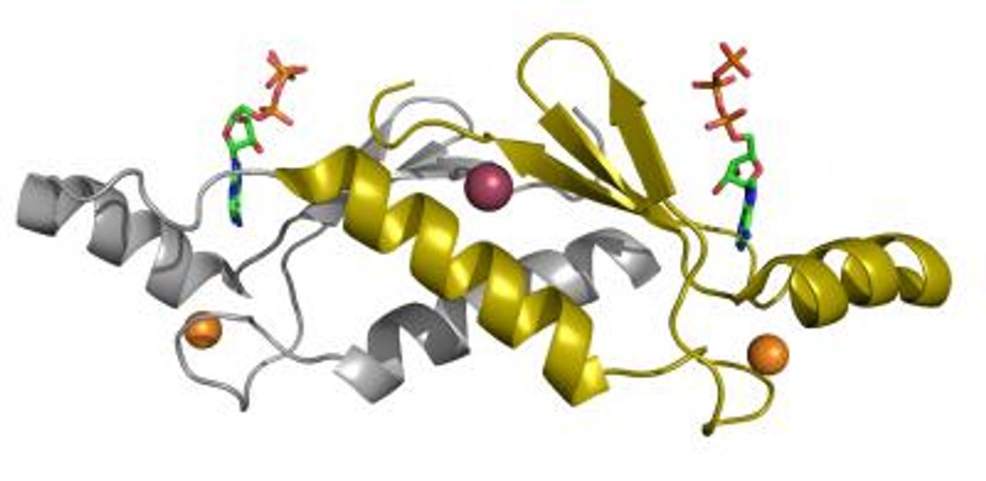 A ribbon structure of a protein / Credit:  Credit  John Chaput, the Biodesign Institute at Arizona State University