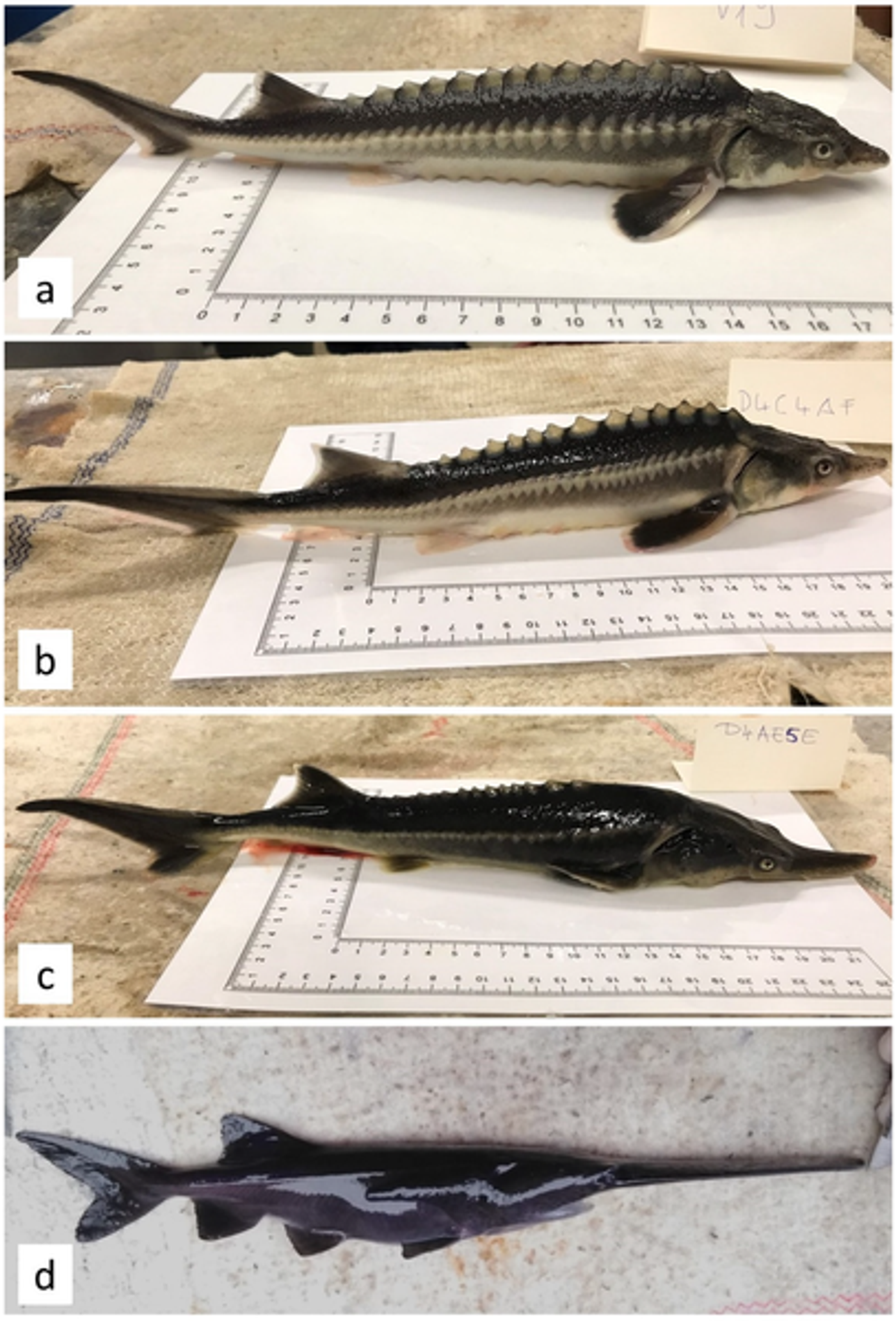 (a) Yearlings of A. gueldenstaedtii and (b) their hybrids: (c) typical LH hybrid, (d) typical SH hybrid of P. spathula. Credit: Káldy et al, Genes 2020 