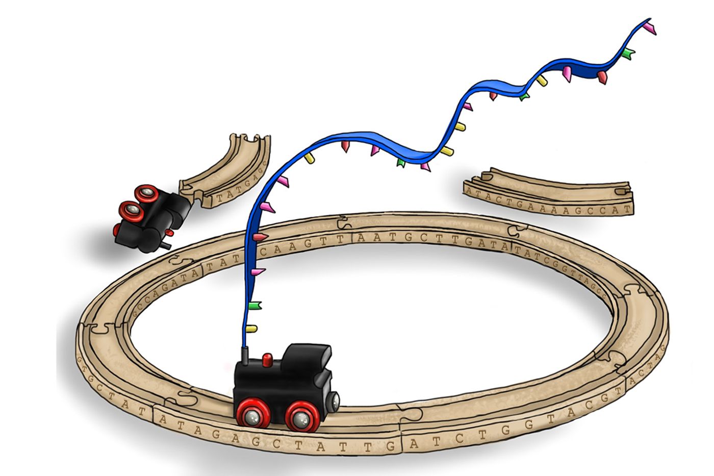 Transcription from ultra-short deleted DNA segments is made possible by their concatenation and circularisation. Excised DNA segments are represented by pieces of train track. The RNA polymerase, represented by the train engine, can only proceed when segments are joined together. / Credit: Sophie R. Allen, ICB, University of Bern 